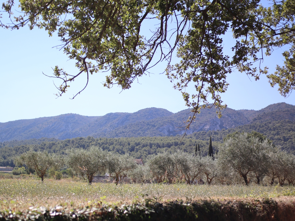 Die Oliven des Luberon
